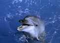 White Dolphin picture