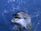 Flipper | Season 2 Episode 1 | White Dolphin