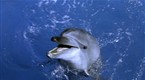 White Dolphin