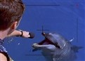 Radio Free Flipper picture