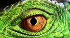 National Geographic News: MY SHOT Minute - Reptiles