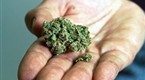 LA Dispensary Tour
