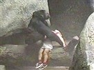 Wild Home Movies