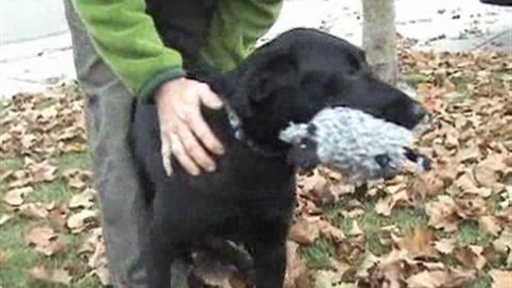 How Does Having A Pet Benefit Your Famil...