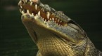 Wild: Crocodiles: Here Be Dragons (season 6, episode 12)