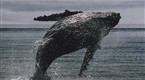 National Geographic Specials: Whales in Crisis