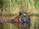 India: Land of the Tiger