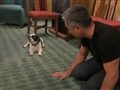 Dog Whisperer - Bacchus and Jody