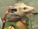 Animal Exploration with Jarod Miller | Season 1 Episode 6 | Creepy Critters