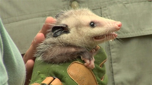 Creepy Critters
