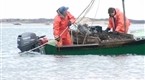 Edible Island: Scalloping with Karsten Larsen