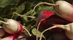 Edible Island: Farmer's Market