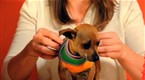 Howcast: How To Turn a Large Sock Into a Tiny Dog Sweater