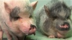 Animals With Fake Arms