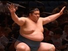 Sumo Spotlight
