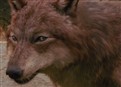The Wolf Pack picture