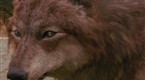 SCI FI Wire: The Wolf Pack