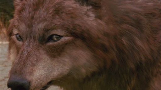 The Wolf Pack