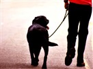 Basic Tips On How to Train Your Dog