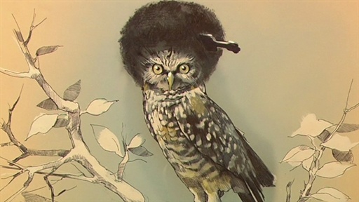 Lesser-Known Animals