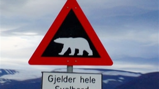 Hikers Charged by Polar Bear Video