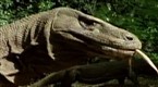 Hunter and Hunted: Dragon Killing?