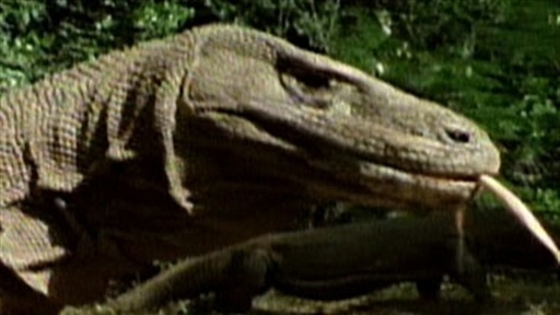 Dragon Killing? Video