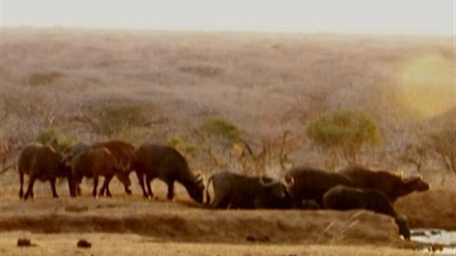 Rhino Charge