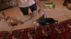 Dog Whisperer: Chihuahuas from Hell (season 5, episode 8)