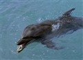 Splashdown picture