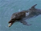 Flipper | Season 3 Episode 8 | Splashdown
