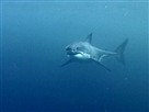 Flipper | Season 3 Episode 16 | The Predator