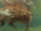 Dog Paddle Song