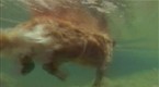 Dog Paddle Song