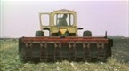 Sugar Beets
