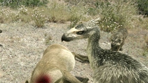 Terror Bird Vs. Wolves Video