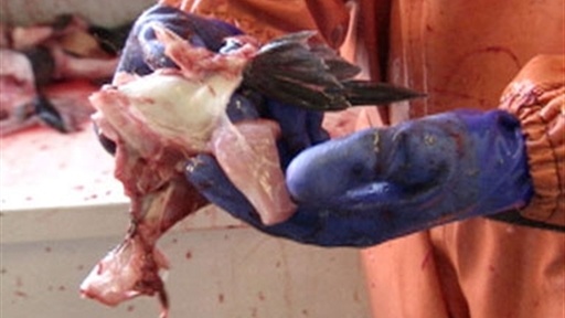 Fish Guts Video
