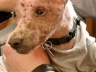 DogTown | Aristotle's New Home