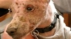 DogTown: Aristotle's New Home