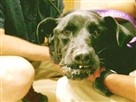 DogTown | Doggie Dentistry