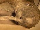 Investigating Baby Mammoth