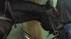 Nacho Figueras' Horse