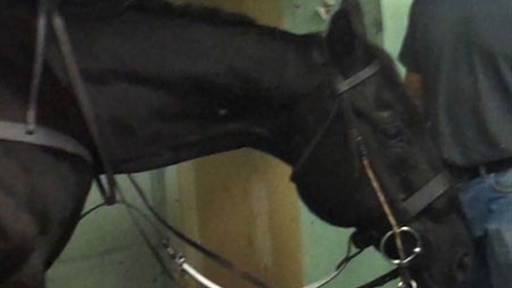 Nacho Figueras' Horse