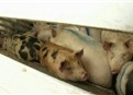 Hogs picture