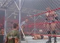 Batista vs. Cody Rhodes picture