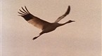 National Geographic Animals: Masters Of Migration