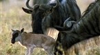 National Geographic Animals: Wild For Wildebeest