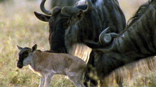 Wild For Wildebeest