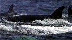 Killer Whales Vs. Gray Whales