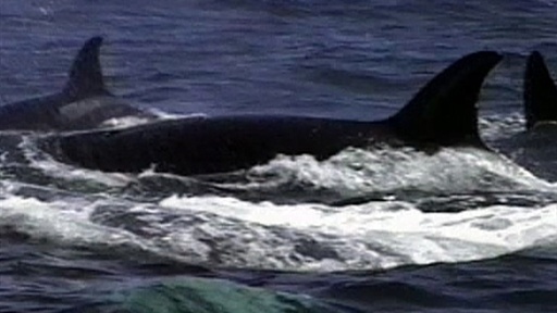 Killer Whales Vs. Gray Whales